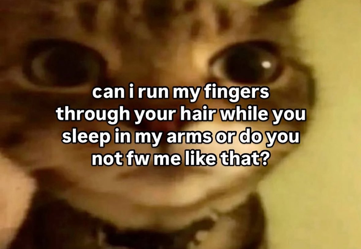 LiterallyMeCats (@literallymecats) on Twitter photo 