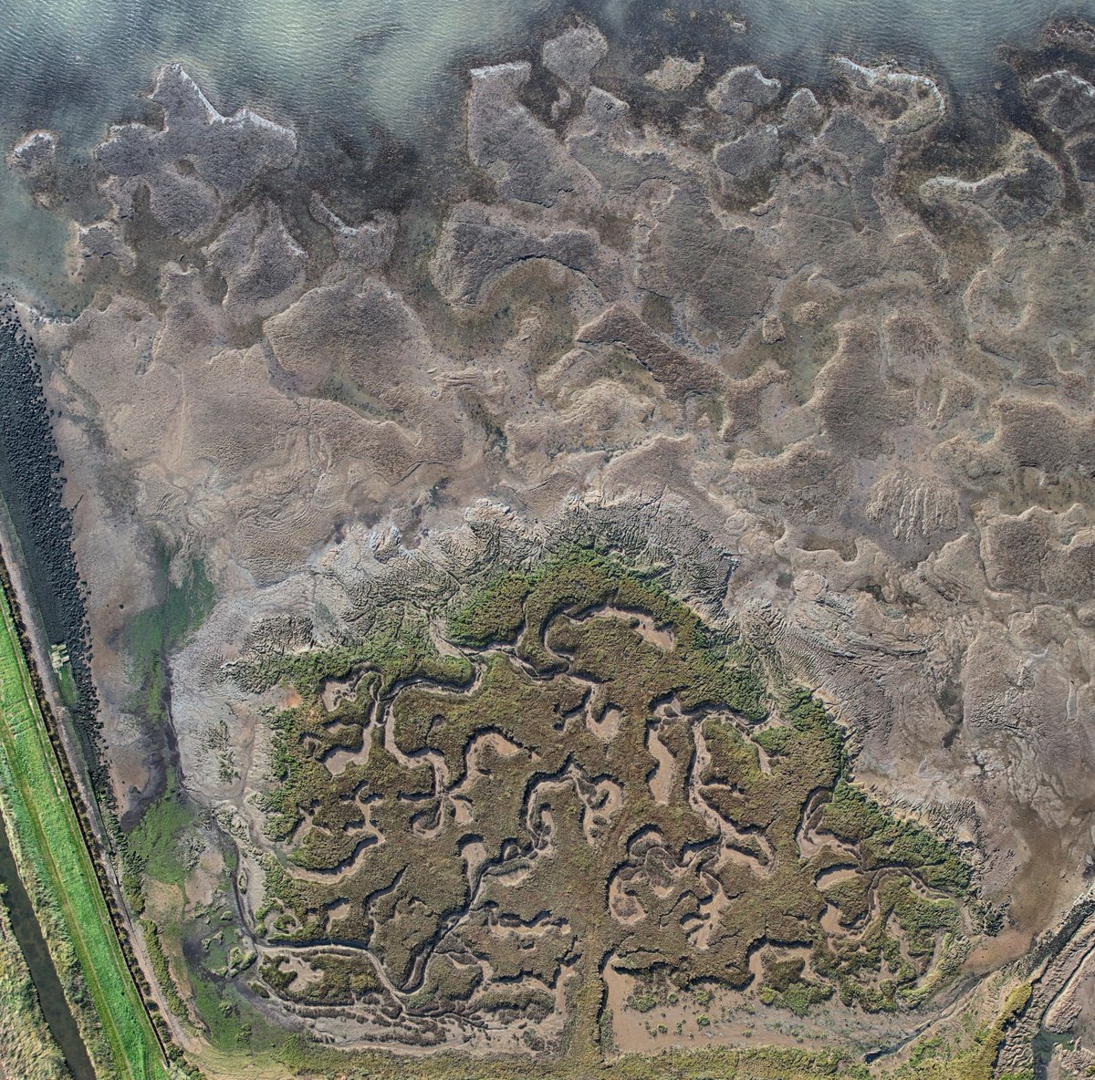 No politics or violence I am afraid  - just some saltmarsh that looks like a tree. #essexcoast
