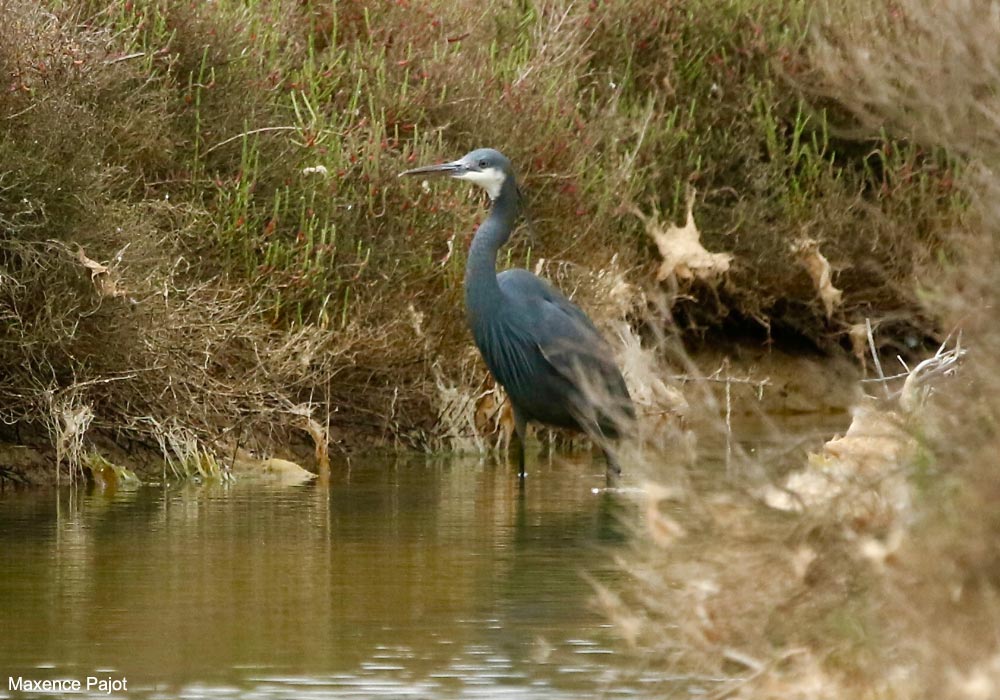 Ornithomedia (@ornithomedia) on Twitter photo Les Aresquiers (Hérault), un site réputé pour l’observation des oiseaux migrateurs au printemps ➡️ Cliquez sur ce lien pour en savoir plus : ornithomedia.com/magazine/obser… #oiseaux #birds #ornithologie #ornithomedia #ornithology <a href="/littoral_cdl/">Conservatoire du littoral</a> Les Aresquiers (Hérault), un site réputé pour l’observation des oiseaux migrateurs au printemps ➡️ Cliquez sur ce lien pour en savoir plus : ornithomedia.com/magazine/obser… #oiseaux #birds #ornithologie #ornithomedia #ornithology <a href="/littoral_cdl/">Conservatoire du littoral</a>