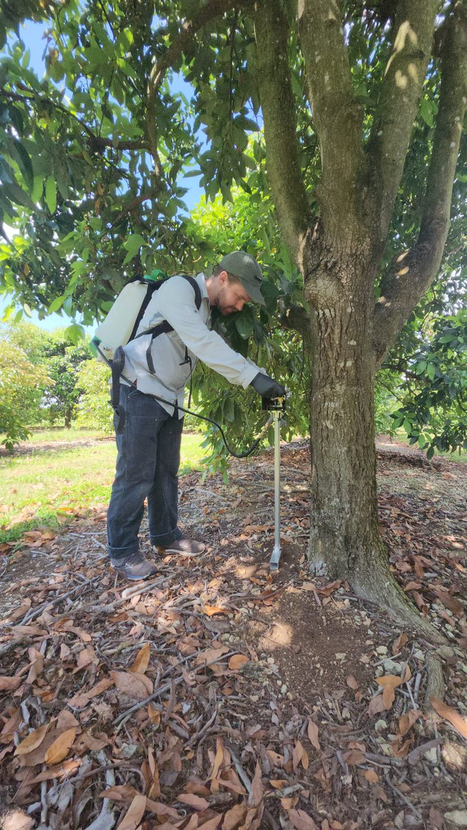 Tropical Plant Clinic & Research Lab (@clinicplant) on Twitter photo Stay tuned for the results of the field trials in collaboration with the <a href="/IR4_Project/">The IR-4 Project</a>! <a href="/andrewmann_/">Andrew Mann</a> <a href="/CaSendoyaC_/">Carlos A. Sendoya-Corrales</a> Stay tuned for the results of the field trials in collaboration with the <a href="/IR4_Project/">The IR-4 Project</a>! <a href="/andrewmann_/">Andrew Mann</a> <a href="/CaSendoyaC_/">Carlos A. Sendoya-Corrales</a>