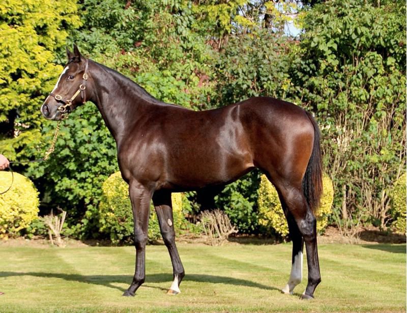 S.Pearce Racing (@spearce_racing) on Twitter photo A lovely write up from <a href="/ChildwickburyS/">Childwickbury Stud</a> about are beautiful girl Forager!! childwickburystud.co.uk/news/homebred-… A lovely write up from <a href="/ChildwickburyS/">Childwickbury Stud</a> about are beautiful girl Forager!! childwickburystud.co.uk/news/homebred-…