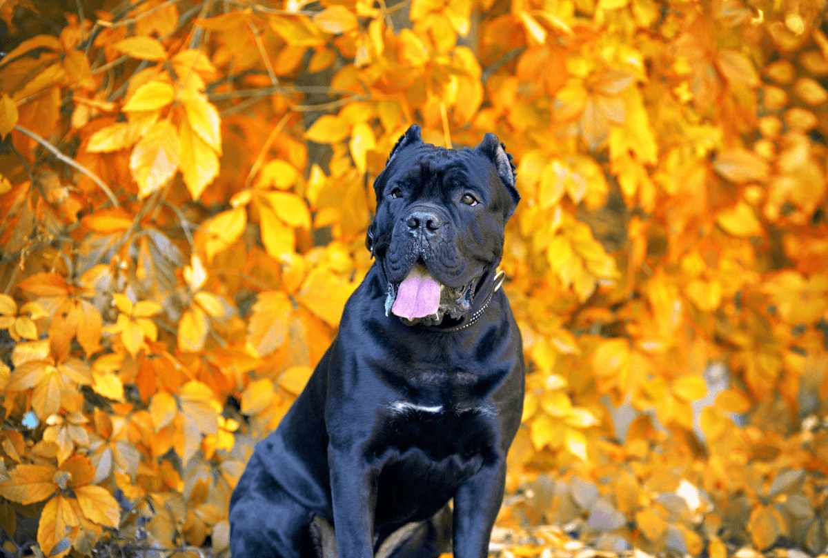 Cane corso na prezydenta