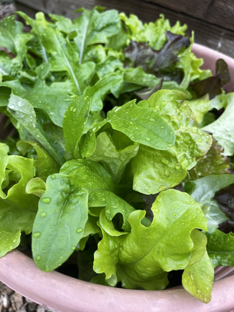 janestaunton1's tweet image. Cannot get enough of my home grown salad leaves - growing, picking, eating - brings me so much happiness 😊😊😊 #simplethings #homegrown