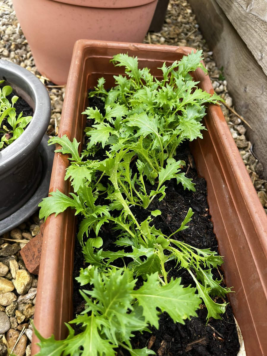 janestaunton1's tweet image. Cannot get enough of my home grown salad leaves - growing, picking, eating - brings me so much happiness 😊😊😊 #simplethings #homegrown