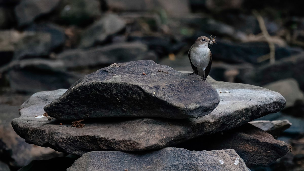 razorr69's tweet photo. Enjoyed Dowles Brook, Wyre Forest, at the weekend (apart from the mozzie bites)! https://t.co/w536ke4hue