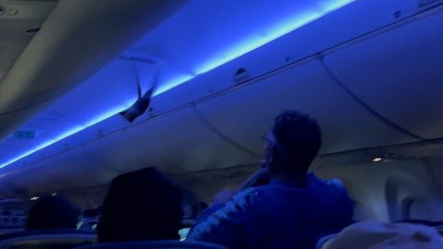 Even Pigeons like to fly in luxury! 
2 stowaway Pigeons were caught and removed from a Delta Airlines flight heading from Minneapolis to Madison, Wisconsin.