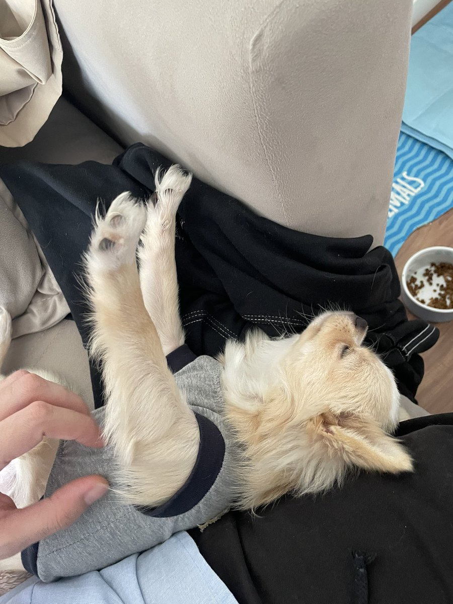 jonathanperesv's tweet photo. Impossível ter um chihuahua e não ter várias roupinhas para ele ficar no estilo. https://t.co/KycgmiN80r