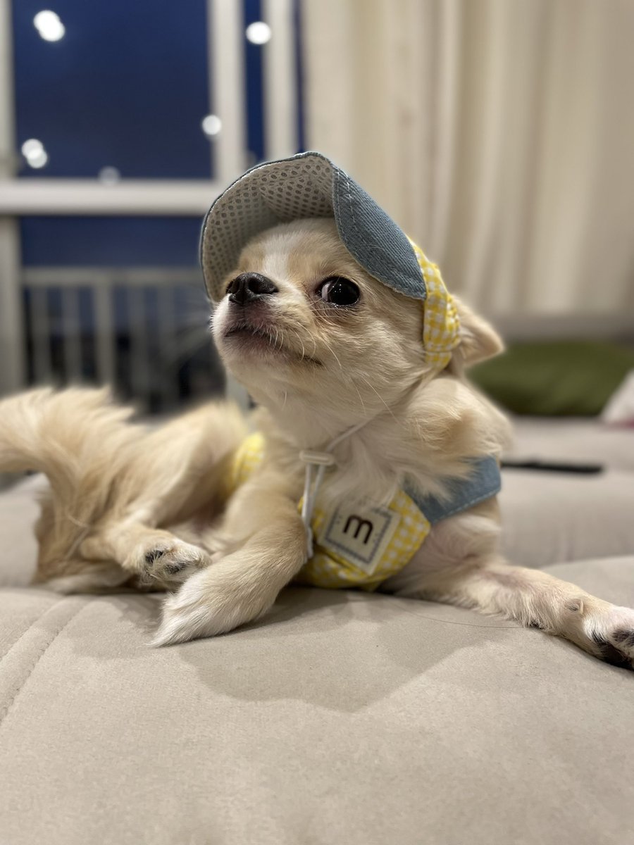 jonathanperesv's tweet photo. Impossível ter um chihuahua e não ter várias roupinhas para ele ficar no estilo. https://t.co/KycgmiN80r