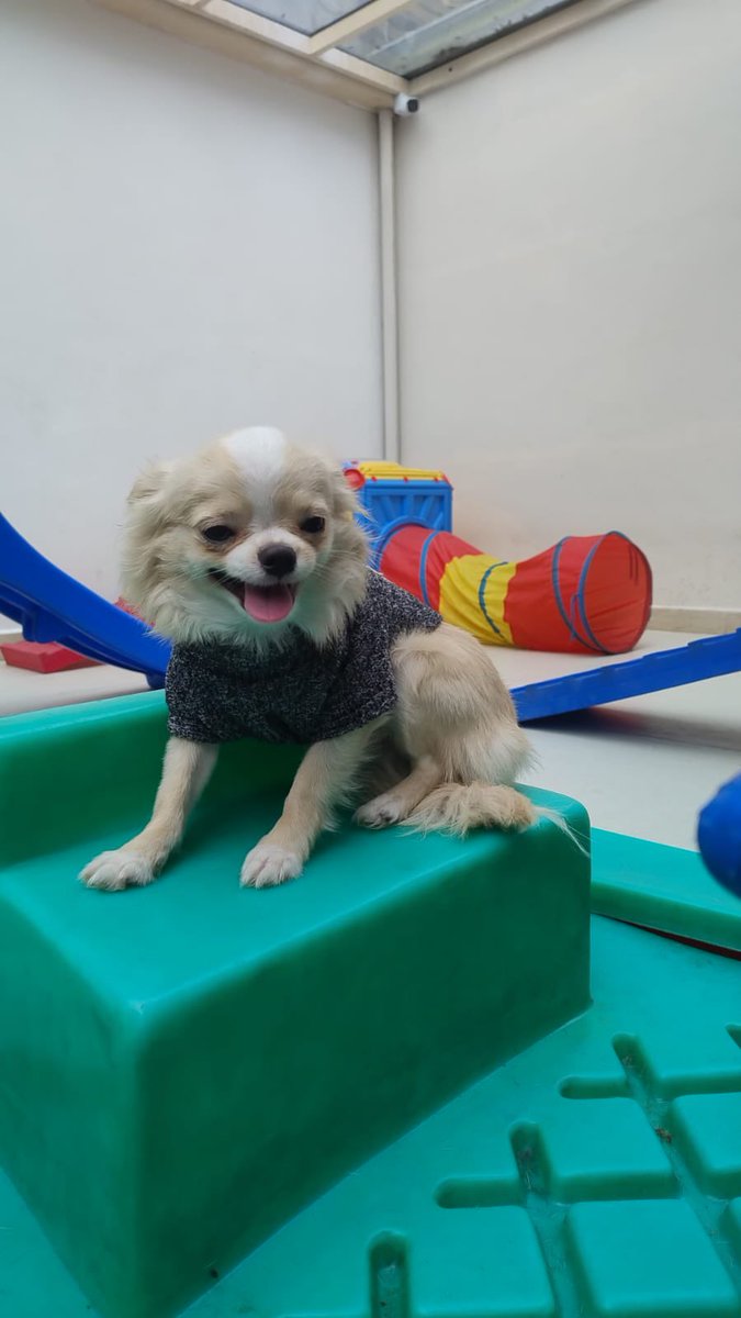 jonathanperesv's tweet photo. Impossível ter um chihuahua e não ter várias roupinhas para ele ficar no estilo. https://t.co/KycgmiN80r