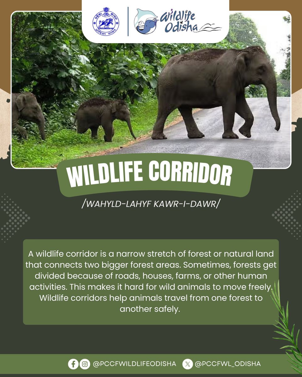 PCCF WL & CWLW, Odisha (@pccfwl_odisha) on Twitter photo Wildlife corridors help animals move safely between forests to find food, mates, and shelter. They protect tigers, elephants, and others from accidents on roads and railways, reduce human-animal conflict, and keep wildlife healthy and strong for the future.
<a href="/ForestDeptt/">Odisha Forest, Env. and Climate Change Department</a> Wildlife corridors help animals move safely between forests to find food, mates, and shelter. They protect tigers, elephants, and others from accidents on roads and railways, reduce human-animal conflict, and keep wildlife healthy and strong for the future.
<a href="/ForestDeptt/">Odisha Forest, Env. and Climate Change Department</a>
