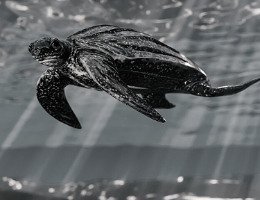 LeatherbackAM's tweet photo. Leatherback Insights - Market Rip Currents
https://t.co/eGh9gEycIi https://t.co/cr5J3g0dO3