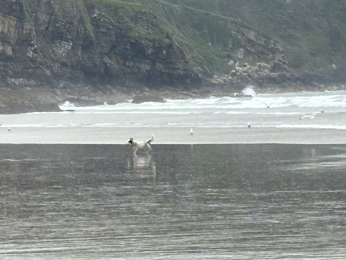 Litsa_stevens's tweet image. Nice long walk on the beach. I’ve even managed chase the seagulls 🤪