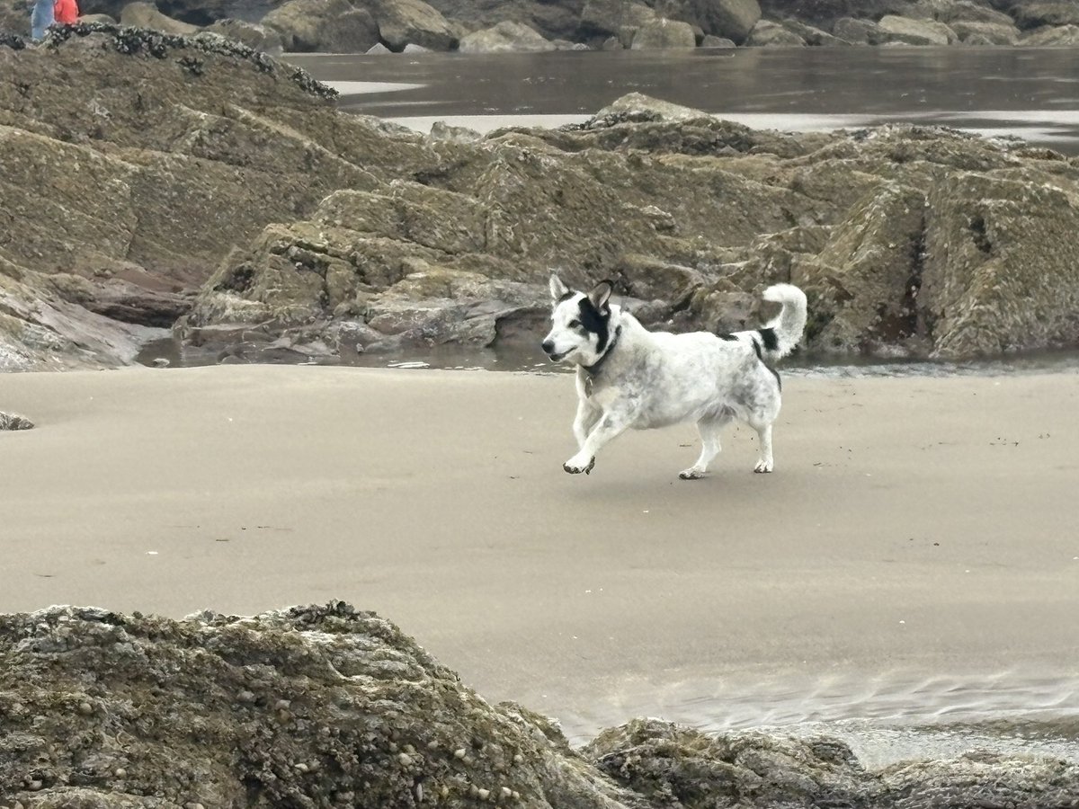 Litsa_stevens's tweet image. Nice long walk on the beach. I’ve even managed chase the seagulls 🤪