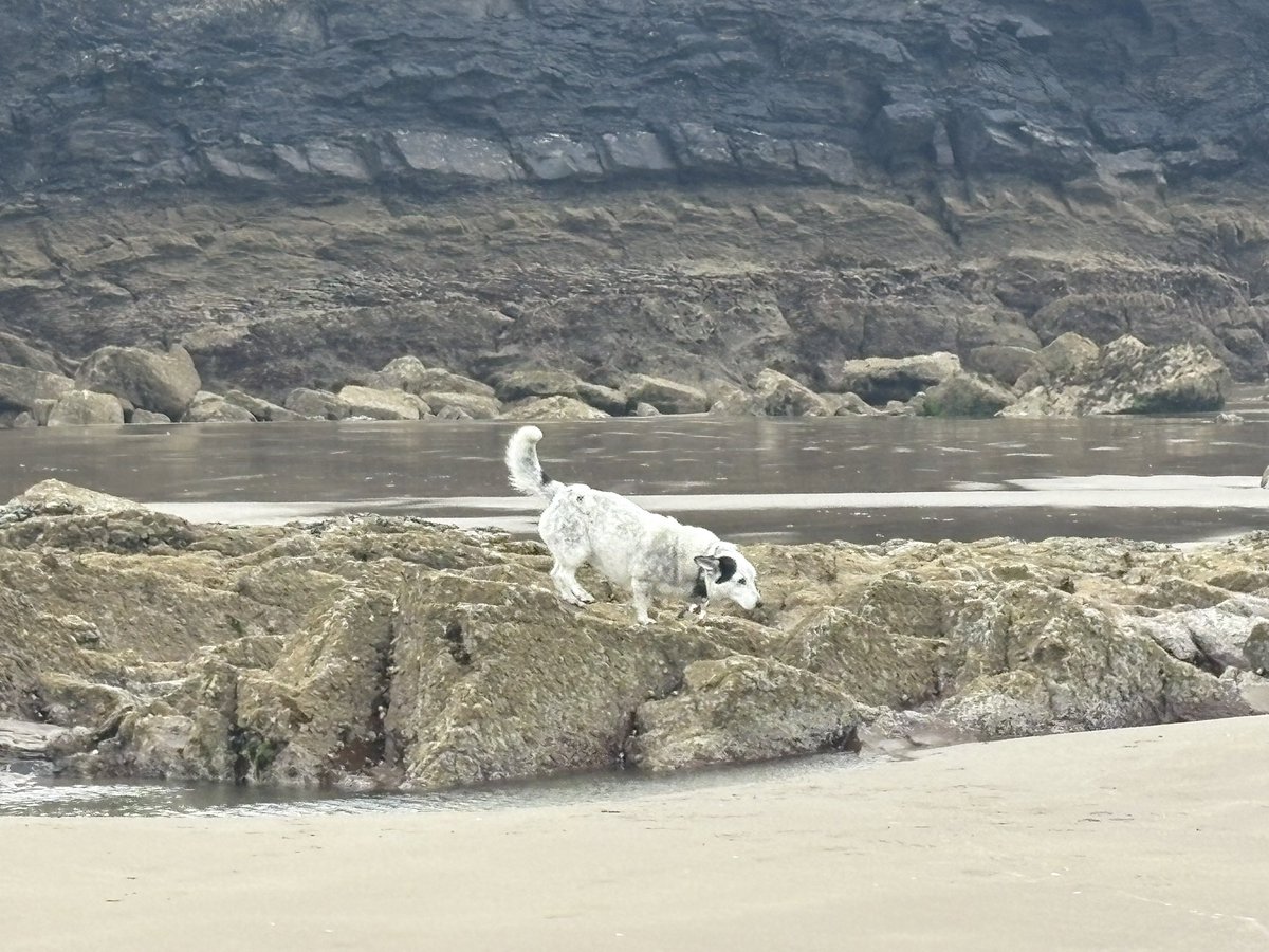 Litsa_stevens's tweet image. Nice long walk on the beach. I’ve even managed chase the seagulls 🤪