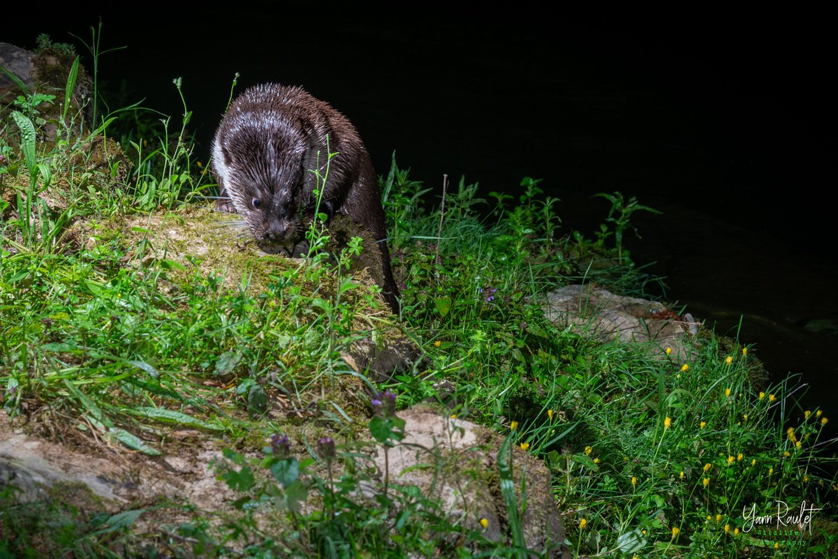 Inauguration d'un 1er "Havre de Paix pour la Loutre d'Europe". #Montpellier s'engage à protéger une parcelle au bord du fleuve Lez où sa présence a été attestée. Décidément la biodiversité est à la maison à Montpellier : après le Grand-Duc, c'est la Loutre qui est de retour !