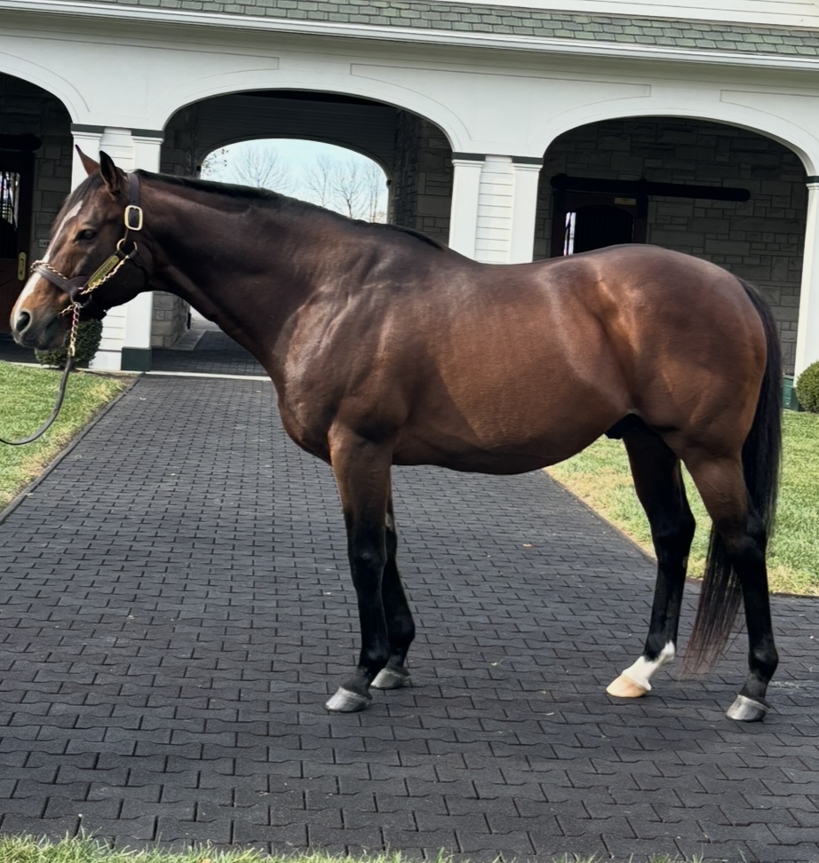 OBSSales (@obssales) on Twitter photo With <a href="/BreedersCup/">Breeders' Cup</a> in the news and #OBSJune around the corner, let's give flowers to a pair of dual BC heroes purchased at the June sale:
⭐️ Champion Stormy Liberal (2014 OBS June) and Goldencents (2012 OBS June).
ℹ️Don't miss this year's sale, June 17-18: bit.ly/3Z9AiNR With <a href="/BreedersCup/">Breeders' Cup</a> in the news and #OBSJune around the corner, let's give flowers to a pair of dual BC heroes purchased at the June sale:
⭐️ Champion Stormy Liberal (2014 OBS June) and Goldencents (2012 OBS June).
ℹ️Don't miss this year's sale, June 17-18: bit.ly/3Z9AiNR