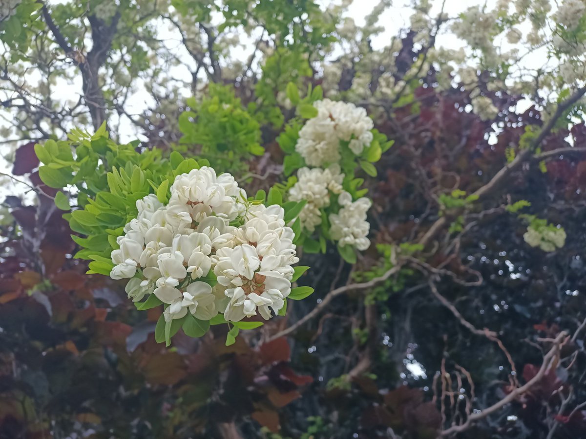 Robinienblüte vor einer Blutbuche.