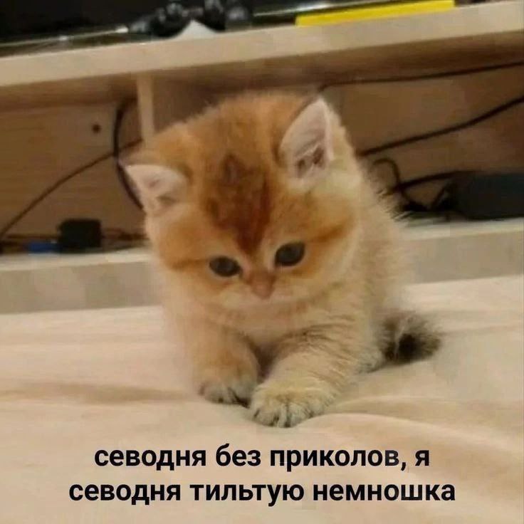 cats, i love cats (@catsilcats) on Twitter photo 