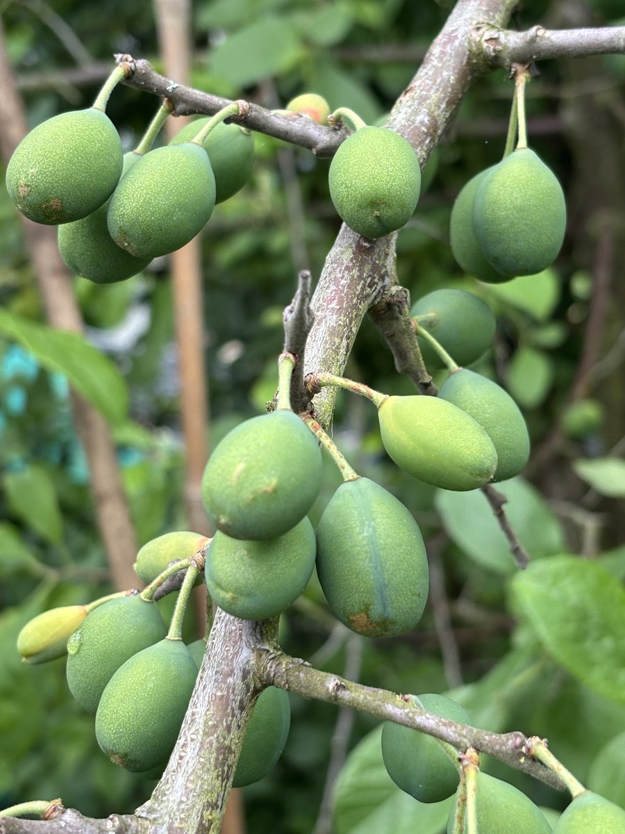 Jacqui Boddington tweet media