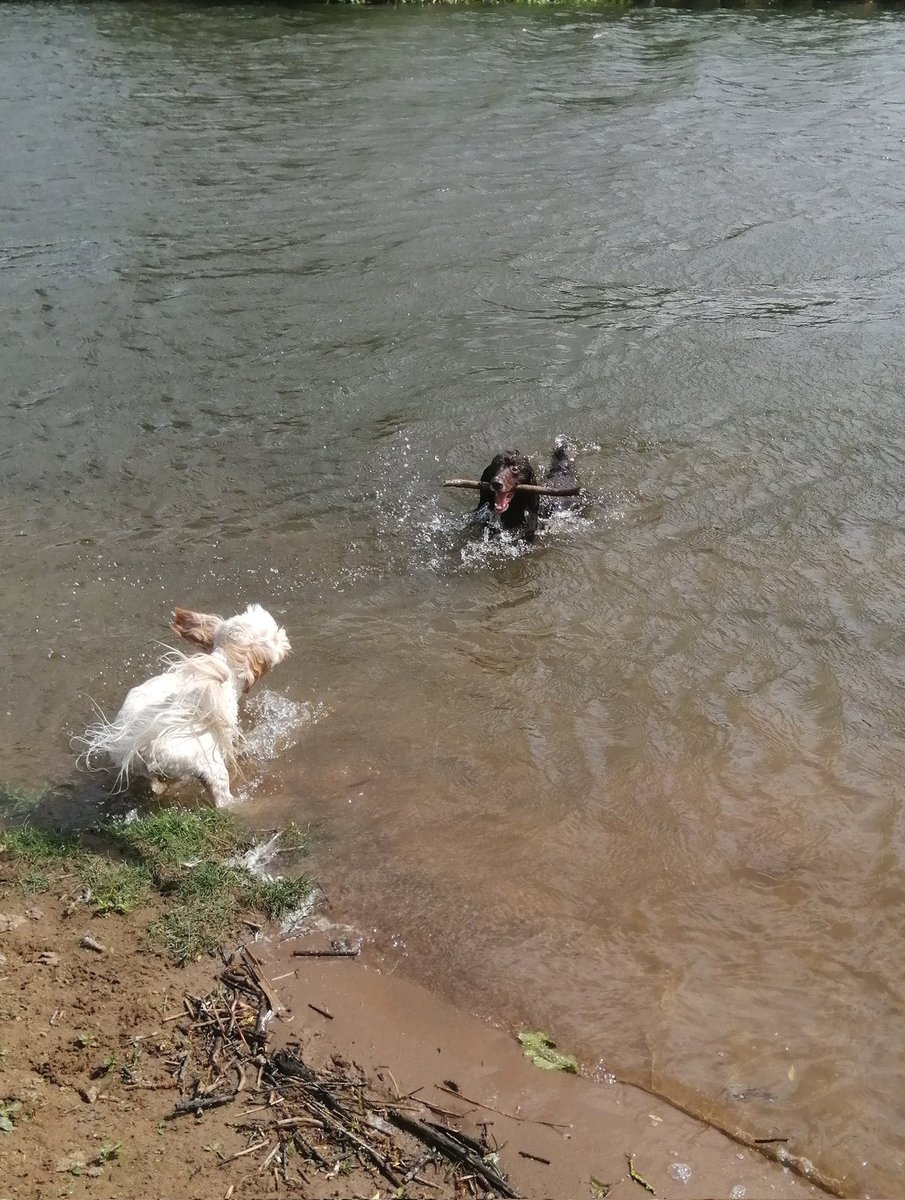 I think I will stay safe and dry where I am and welcome Bert when he arrives back on dry land. In the River Severn near Worcester, England.
