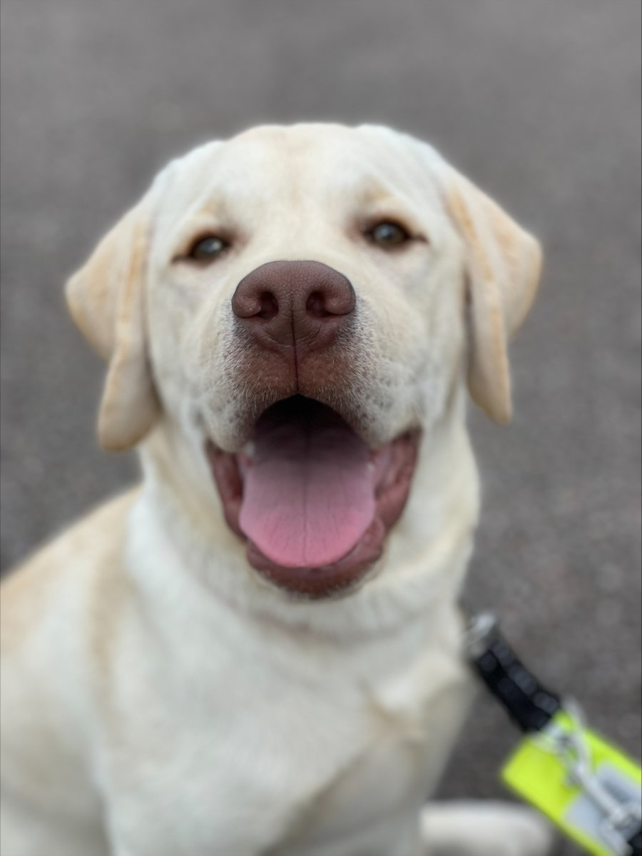 Medical Detection Dogs (@meddetectdogs) on Twitter photo Scout came to puppy class at our Centre and showed off his basic cues such as 'sit' and 'down' and practised his heelwork.
If only 'smile' was on the assessment list he'd be top of the class!
medicaldetectiondogs.org.uk/maad-informati…
With thanks to Players of <a href="/PostcodeLottery/">Postcode Lottery</a> for their continued Scout came to puppy class at our Centre and showed off his basic cues such as 'sit' and 'down' and practised his heelwork.
If only 'smile' was on the assessment list he'd be top of the class!
medicaldetectiondogs.org.uk/maad-informati…
With thanks to Players of <a href="/PostcodeLottery/">Postcode Lottery</a> for their continued