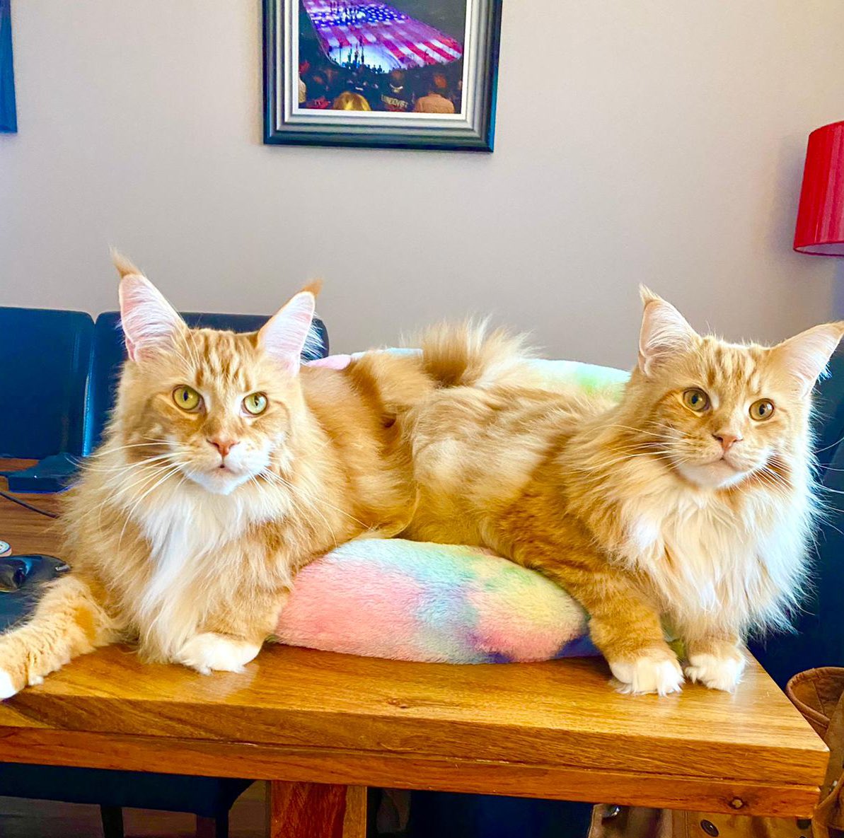 For this #ThrowbackThursday we go back to 2021 when the boys became a Push Me Pull You for Halloween. Although they were more like a pull me pull me as neither could agree who would lead 😹😹🦁🦁 #teamfloof #CatsOfTwitter