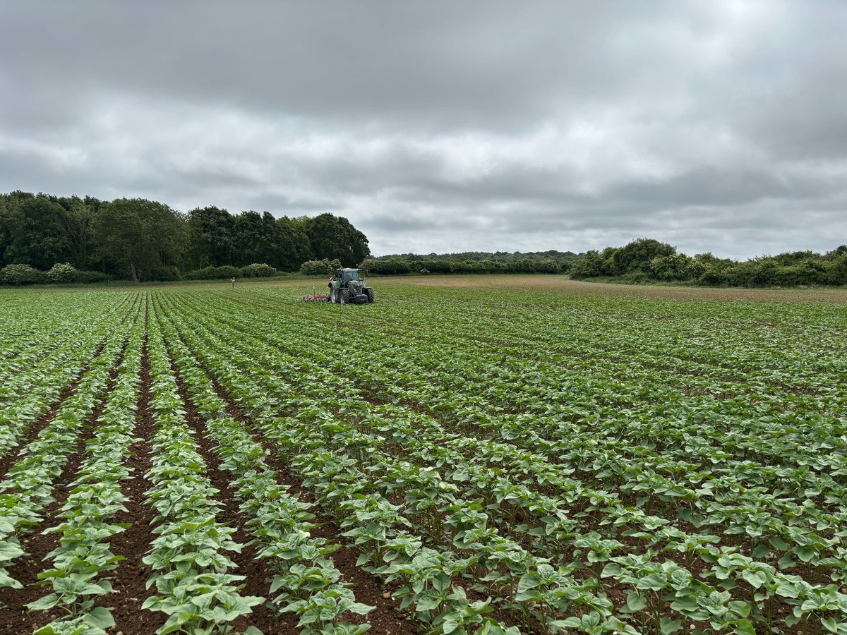 Peter Snell tweet media