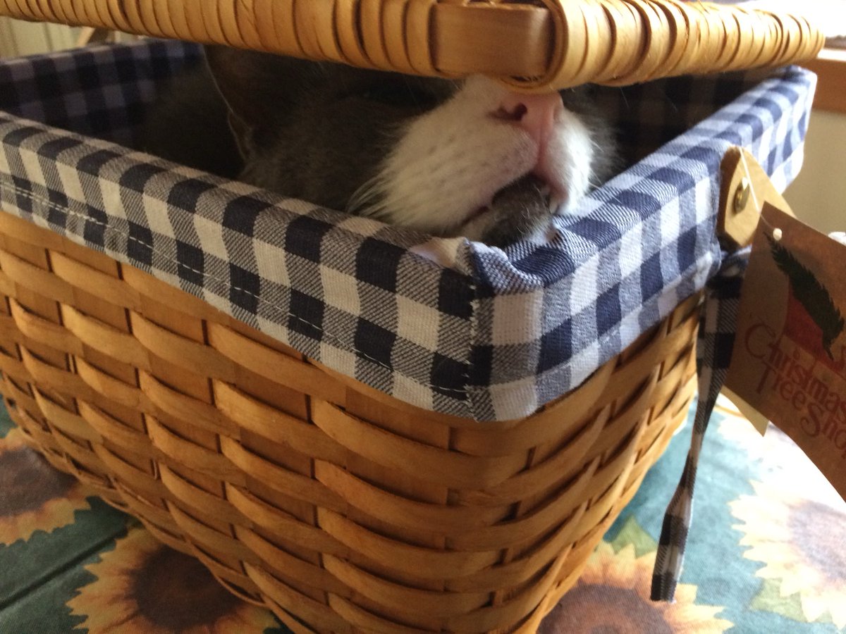 It’s #throwbackthursday, here I am about 7 years ago hiding from mom😹hope you all have a pawtastic day!
❤️Teddy (and Maggie) #catsarefamily, #bekindalways,
#adoptdontshop, #CatsOfX, #tuxedo 😽😻🐈‍⬛🐕🐶🐾