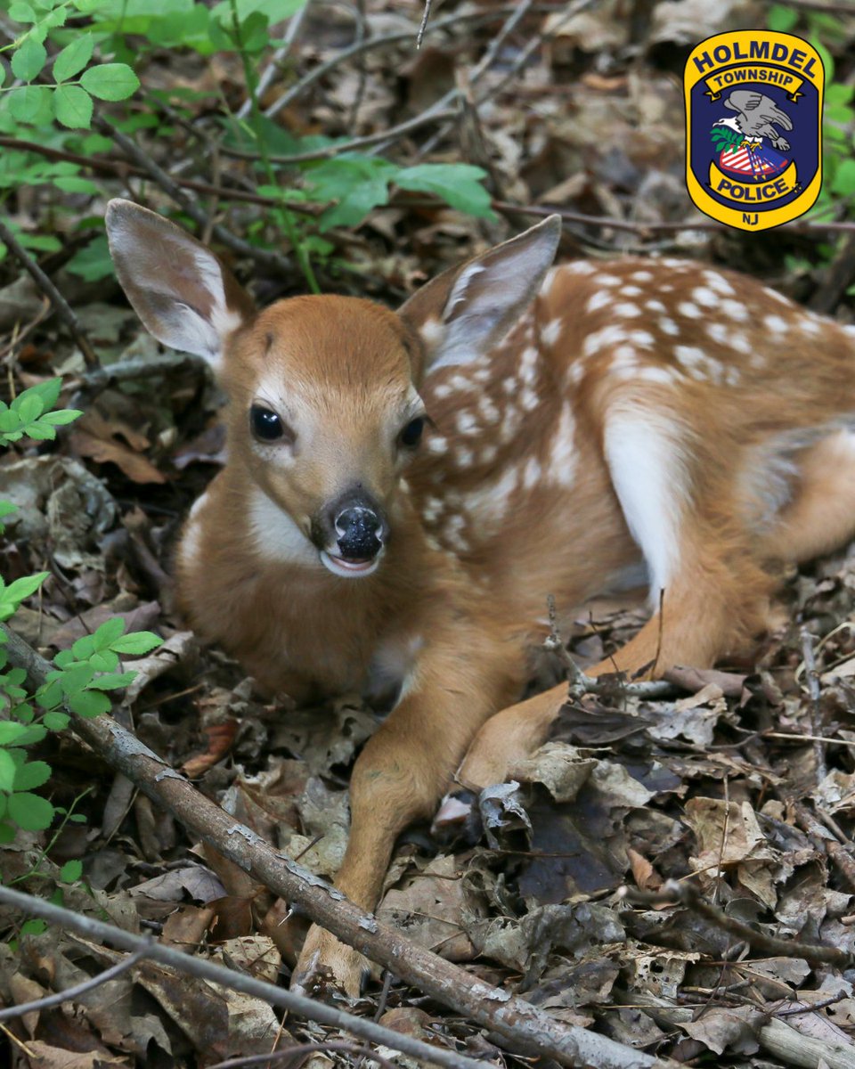 Holmdelpolice's tweet image. When to call about baby deer: If the fawn has an apparent injury, please call Dispatch. Otherwise, keep an eye on the fawn from a distance and know that the mother deer found your yard a safe place to leave her baby while she’s away - but she will come back to nurse them.
