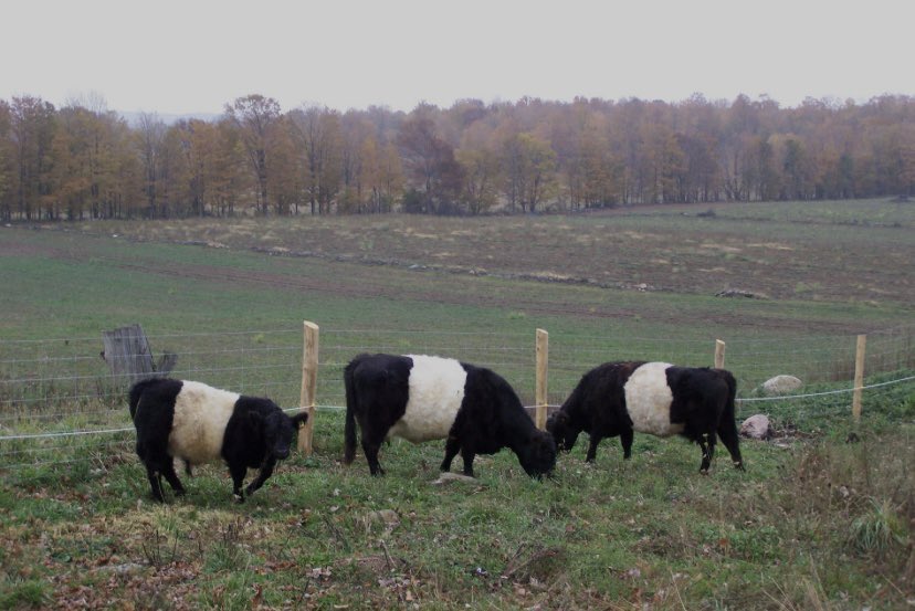 Unknown Middlesbrough Facts : Scientists believe that these cows found in a field near Middlesbrough have been bred with Newcastle United supporters or pandas, or both. #Middlesbrough #cows #pandas