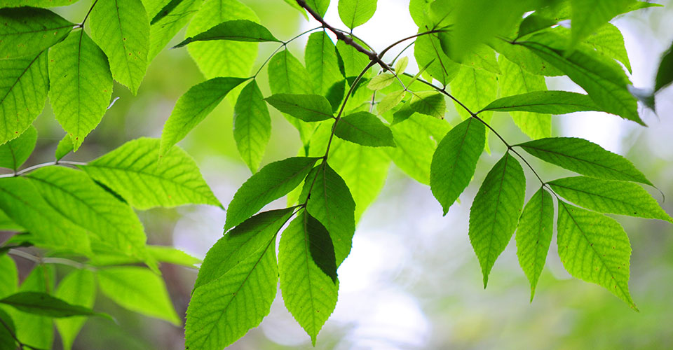 K-State Research and Extension (@kstatere) on Twitter photo A caterpillar-like insect pest known to create pin holes in tree leaves appears to have launched an attack on Kansas’ green ash tree population. ksre-learn.com/brownheaded-as… #KSRE A caterpillar-like insect pest known to create pin holes in tree leaves appears to have launched an attack on Kansas’ green ash tree population. ksre-learn.com/brownheaded-as… #KSRE
