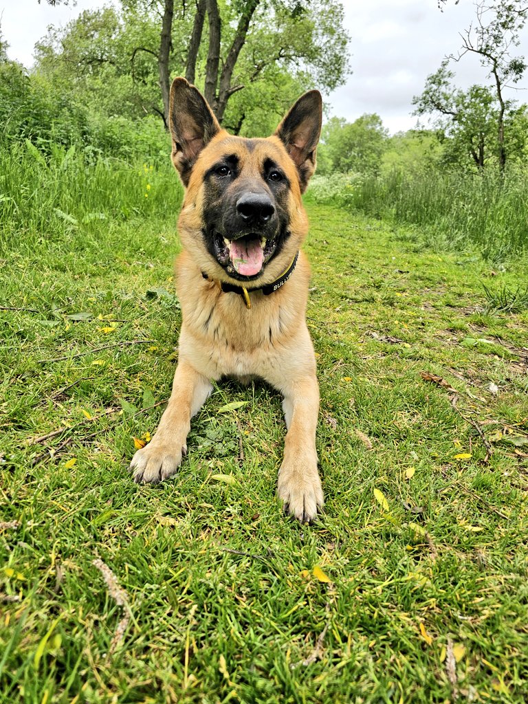 Post work walk with the boy 😊

We've had a right mix of dogs today, with an XL Bully, a Doberman, a Golden Retriever, and finally a Basenji x Dachshund!