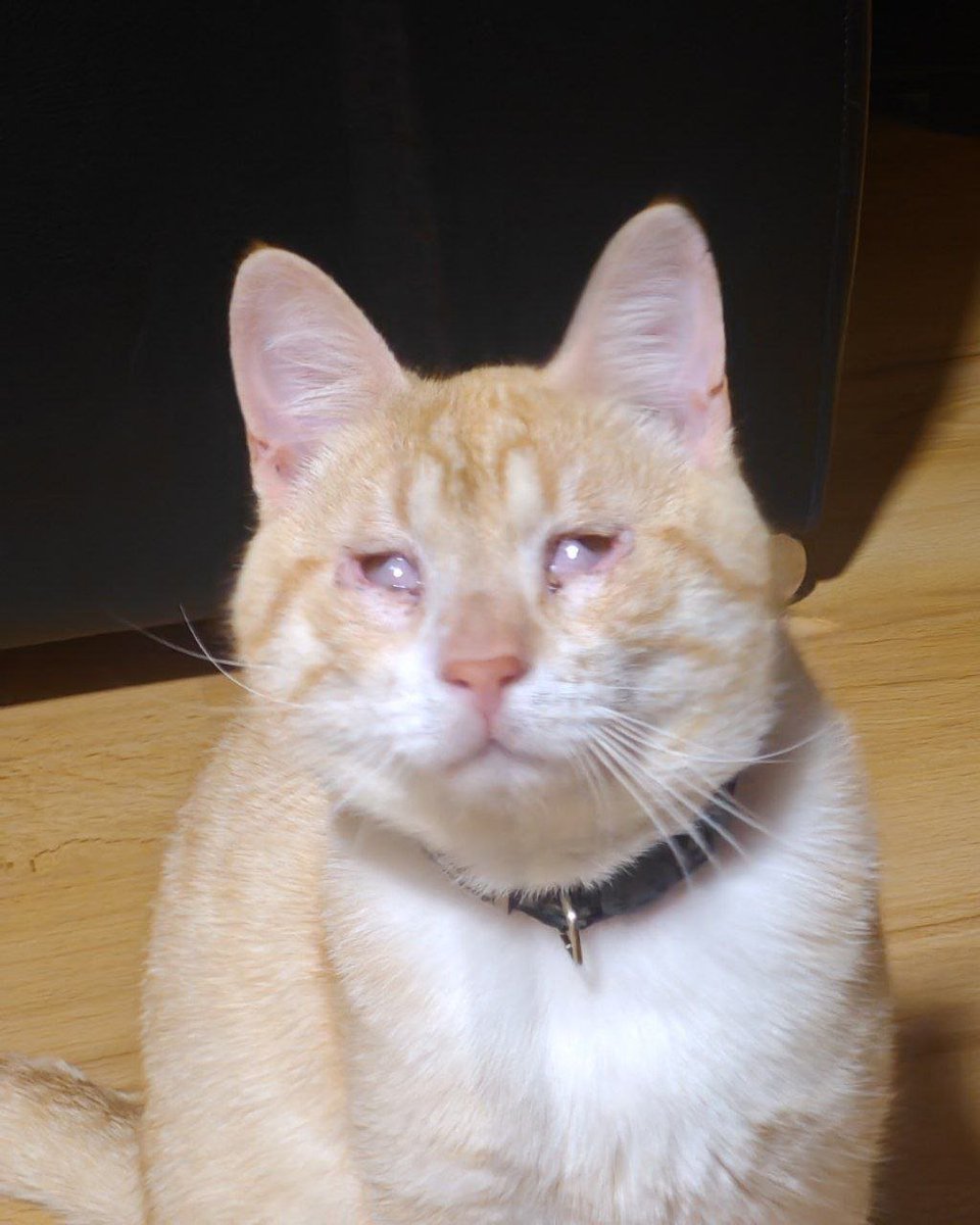 Starghettis's tweet image. It took months of effort and love and tears and surgeries and medication and money spent but now my baby's eyes look so beautiful... I get emotional only by looking at how he looked before.