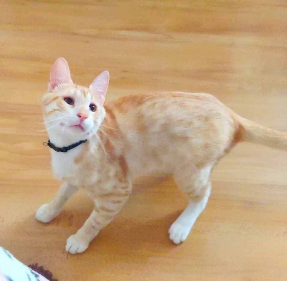 Starghettis's tweet image. It took months of effort and love and tears and surgeries and medication and money spent but now my baby's eyes look so beautiful... I get emotional only by looking at how he looked before.