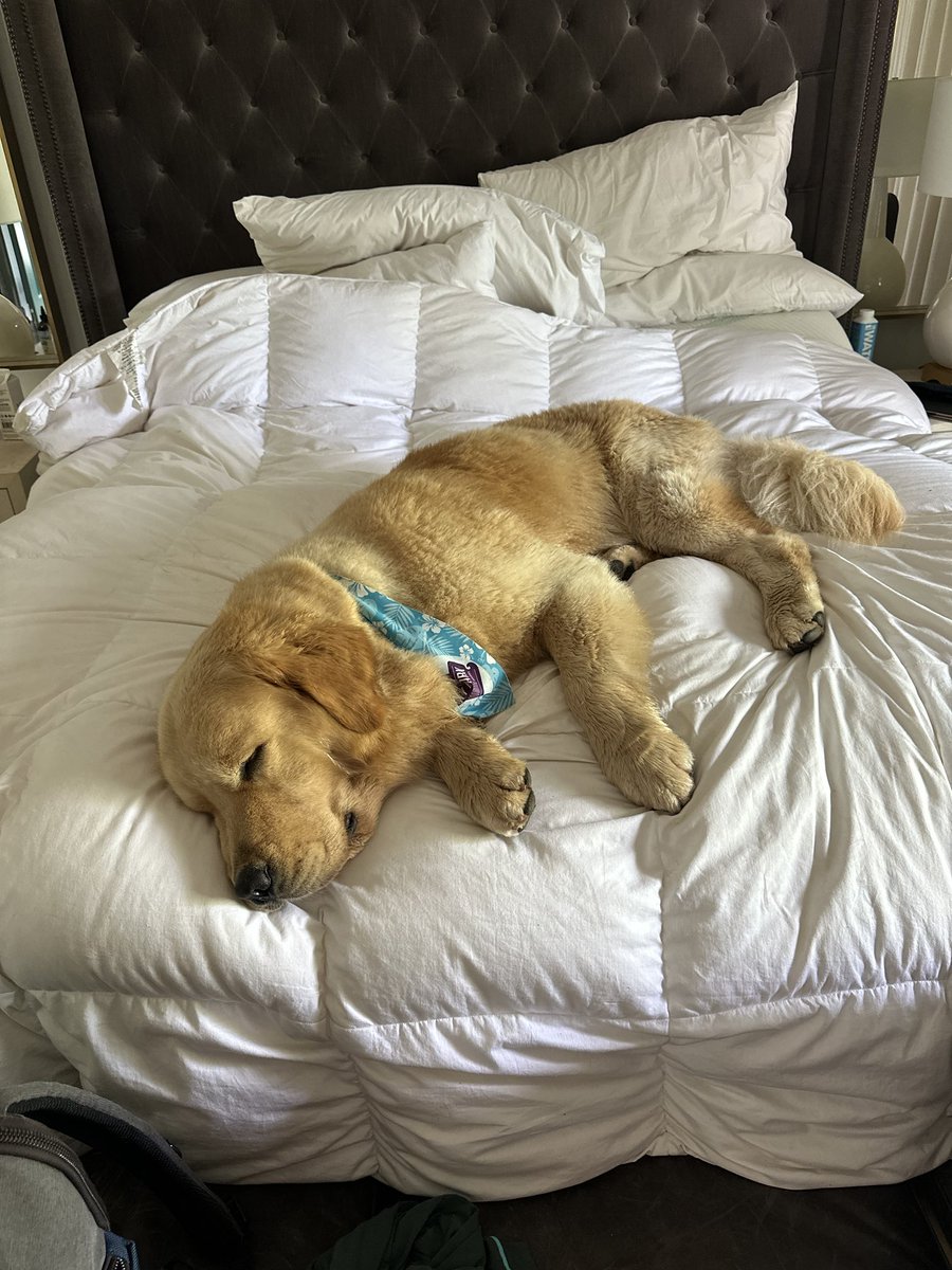 Big boy can do whatever he wants! Little rest after long walk and swim!