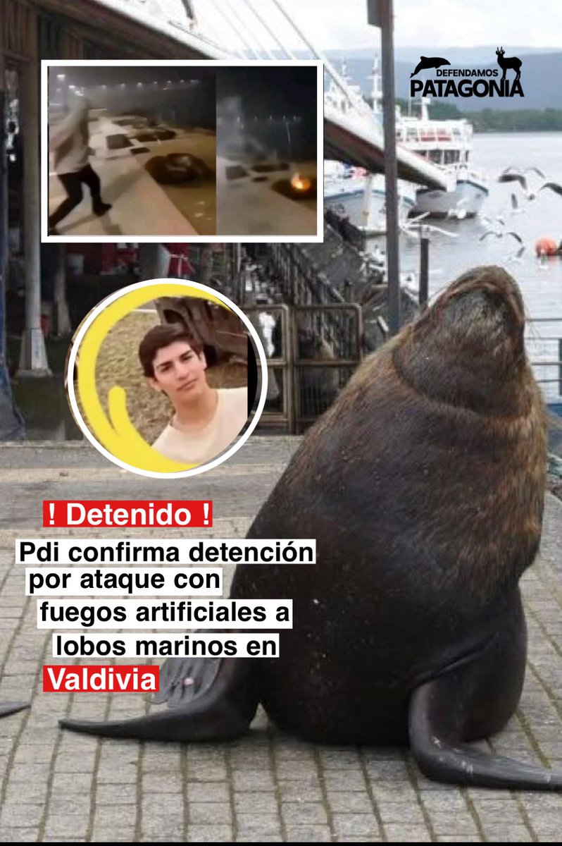 #Ahora 

Detienen a hombre por ataque con fuegos artificiales contra lobos marinos en Valdivia 

Un hombre de 20 años fue detenido como presunto autor del ataque con fuegos artificiales contra lobos marinos en la costanera de Valdivia, según comfirmó la Policía de Investigaciones