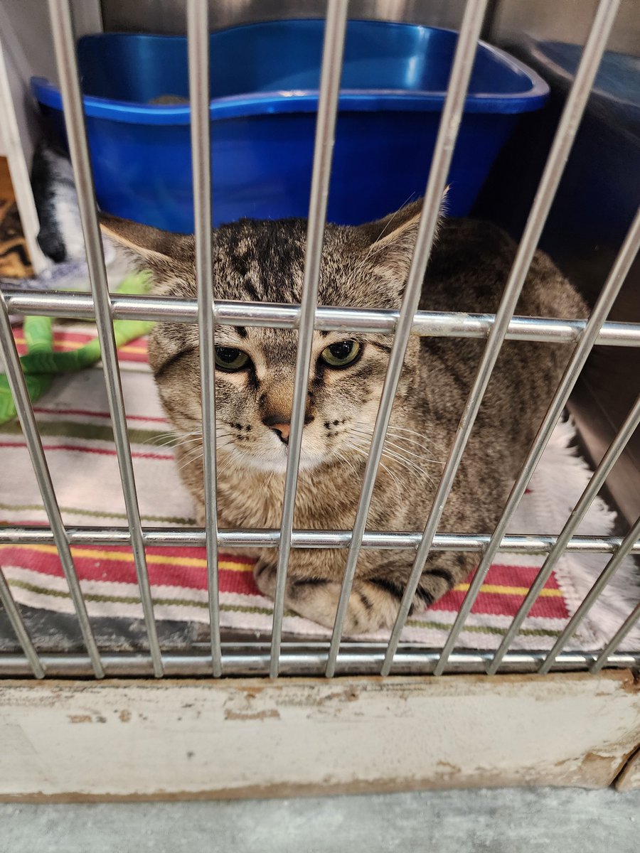Chris Jimines (@chris_jimines) on Twitter photo There's a cat at my local Pet's Mart up for adoption named Big Foot! <a href="/JohnELTenney/">John E.L. Tenney</a>, he is perfect, lol There's a cat at my local Pet's Mart up for adoption named Big Foot! <a href="/JohnELTenney/">John E.L. Tenney</a>, he is perfect, lol