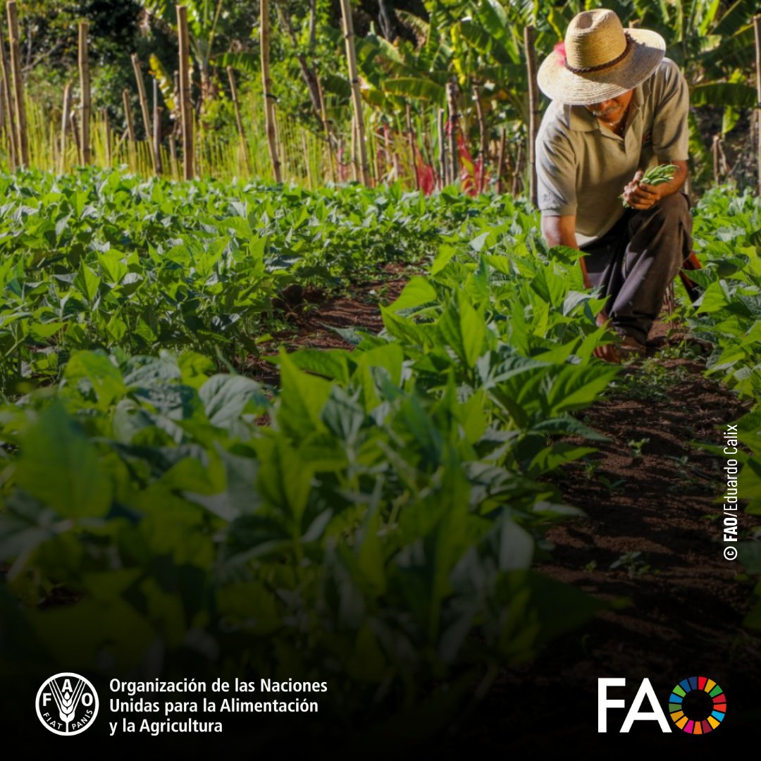 FAOMesoamerica's tweet photo. En el #CorredorSeco centroamericano, comunidades rurales enfrentan el #CambioClimático con apoyo de @FAO y @sg_sica🌱Soluciones innovadoras fortalecen la #AgriculturaFamiliar, mejoran ingresos y cuidan la naturaleza.
Más: https://t.co/rR0Wvcx0PH
#Manodelamano✋✋
#UnaVidaMejor https://t.co/P7smFt8qku