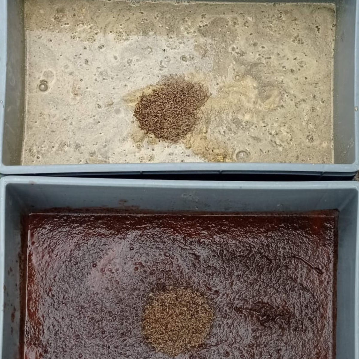 📅 El 6 de junio a las 11:30h presentamos los avances de #INSECTPUR en UCAM HiTech (Guadalupe):
🔬 Rendimiento de larvas con distintas dietas
💡 Composición nutricional
🎟️ Entrada gratuita con inscripción previa 👉 forms.gle/yzATmTfKyBoo6v…

#Biotecnología #EconomíaCircular