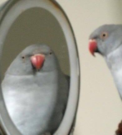 aicedoreen's tweet image. 🦜 $MIRKO is NOT just another memecoin.
It’s a MOVEMENT. It’s VIBES. It’s SOLANA CULTURE.
🚀 BONDING SOON on @pumpdotfun — don’t fade it.
Be early or cry later. Your choice.
🔥 CA: 4ZzK876Sq8z4ZhYw1Pabcs4tUjwttqgavKV2Xh4Wpump
🌐 Website: mirko.fun
📲 Telegram:…