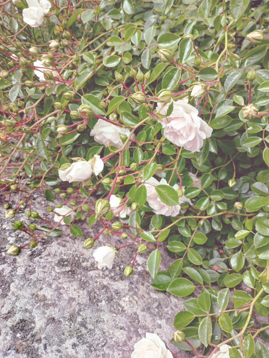 serrunmi's tweet image. Pretty flowers growing in my garden