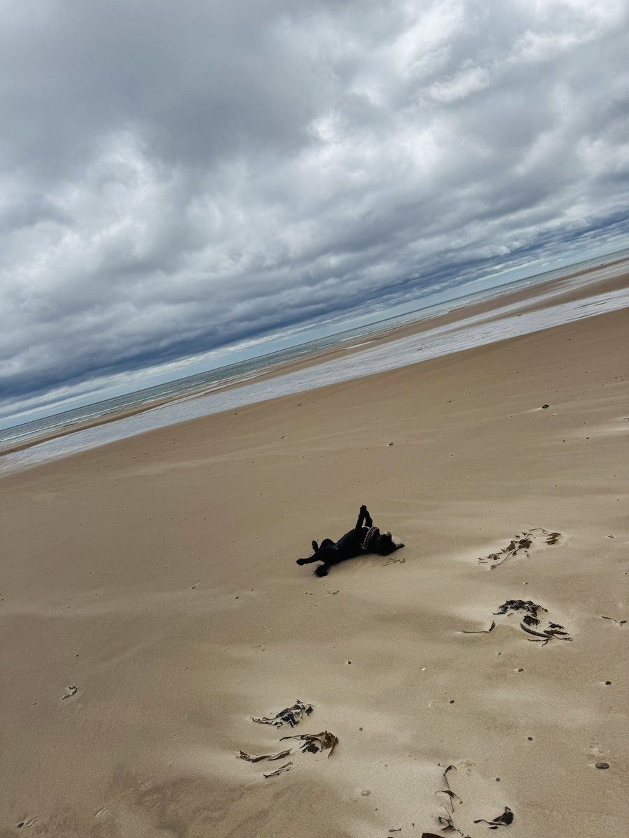 Vera_pooch's tweet image. We has had a road trip out the day - Duridge Bay &amp;amp; Amble. With a lush lunch in @bewicks_restaurants
#Vera🐶 
#DogsOnX
#TwinsiesOnTwitter 
#Amble