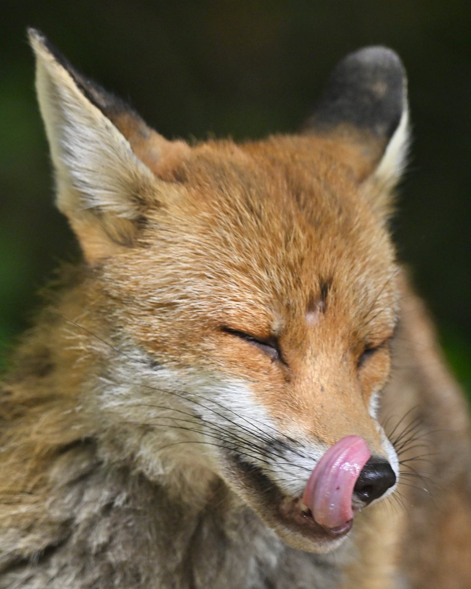 Stambourne Wood Fox this afternoon