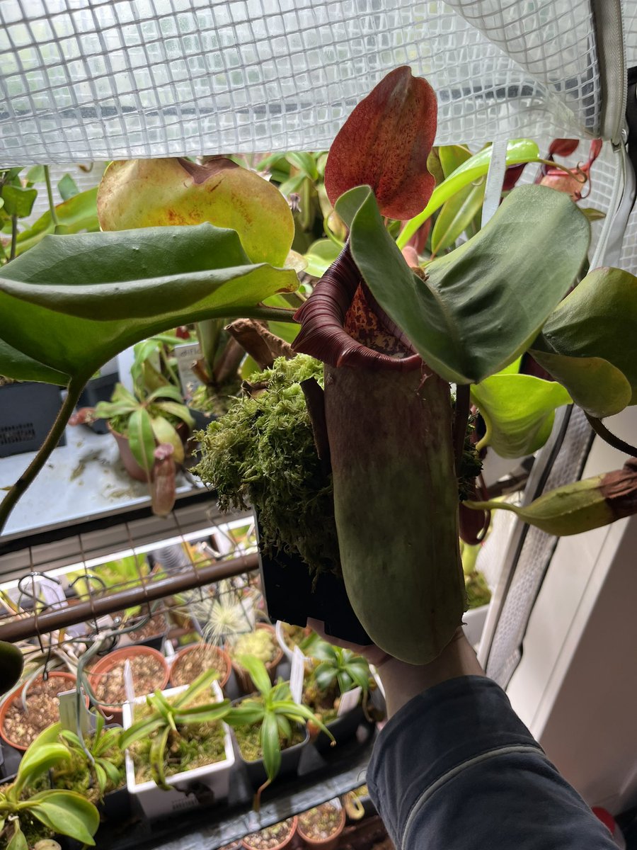 还记得之前那个猪笼草吗，这个是它新的一个笼子，更壮观了…