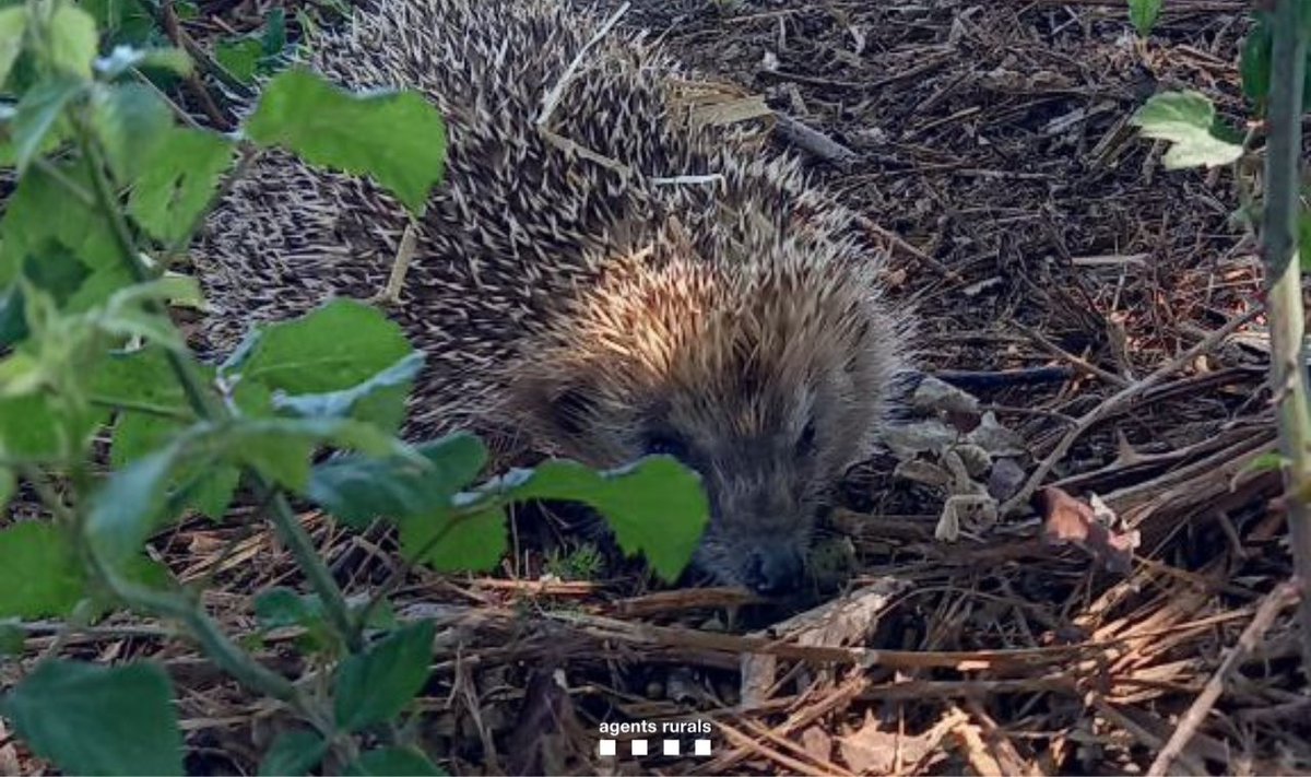 🦔 Un ciutadà ens fa entrega d’un eriçó que ha trobat dins una bassa.

Traslladem l'animal al #CentresDeFauna Vallcalent <a href="/transicioeco/">Transició Ecològica</a>, on es confirma que és una femella gestant i en bon estat de salut.

Finalment, l'alliberem en una zona propera al punt de localització.