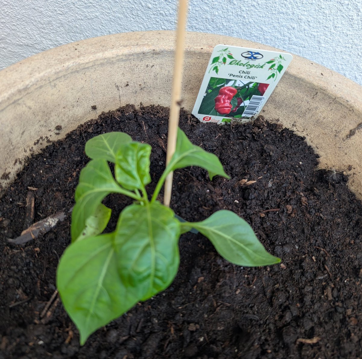 В рамках прокрастинации я посадила ромашки и пенис-чили. А вообще, по-моему я погорячилась, когда решила жить в доме на земле. Это скорее для людей, которым нечем больше заняться. Я вот не хотела весь день выдирать сорняки. Надеюсь, хоть ноги загорели