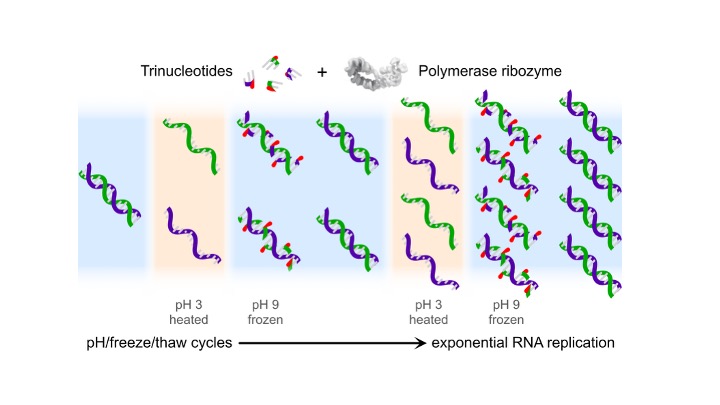 PhilHolliger's tweet image. New paper from my group rdcu.be/eoaRr "Trinucleotide substrates under pH–freeze–thaw cycles enable open-ended exponential RNA replication by a polymerase ribozyme" in Nature Chemistry — great collaboration with attwaterlab.uk.