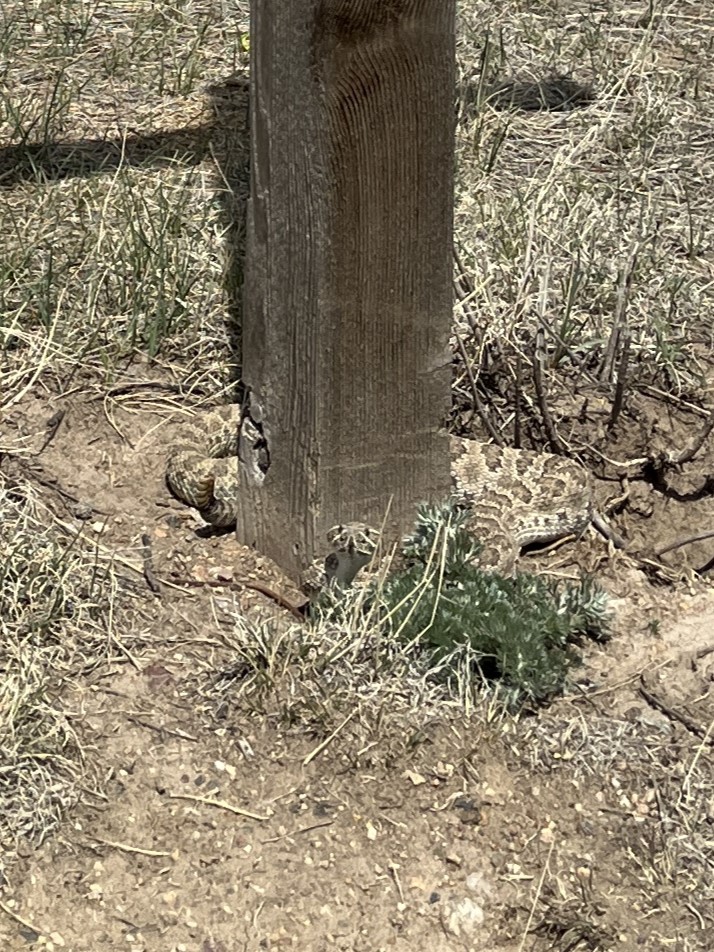 SAFETY ALERT: Rattlesnakes are out and about on the Forests and Grassland. Keep yourself safe by keeping your ears open and keeping a large space between you and a rattlesnake.  If bitten, immediately call 911. Find more snake safety tips here: cpw.state.co.us/species/prairi…