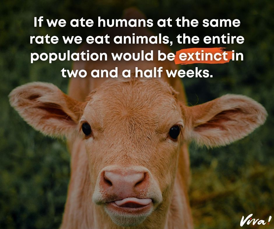 We don't have to kill and exploit animals for food, there is a gentler way to live. Choose #vegan 🌱