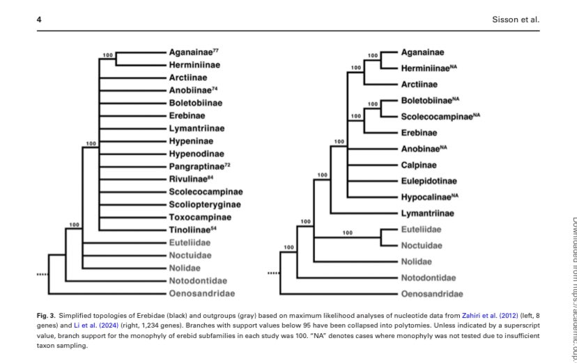 Sisson et al (2025) Erebidae systematics: past, present, and future—progress in understanding a diverse lepidopteran. Insect Systematics and Diversity, 9(3), 5; 2025, ixaf018 
doi.org/10.1093/isd/ix…